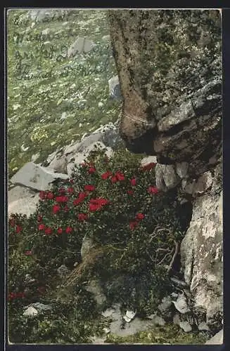 AK Photochromie NR 501: Rhododendron terrugineum