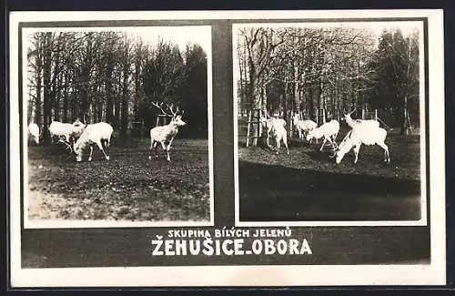 AK Zehusice, Obora, Skupina bílých jelenu