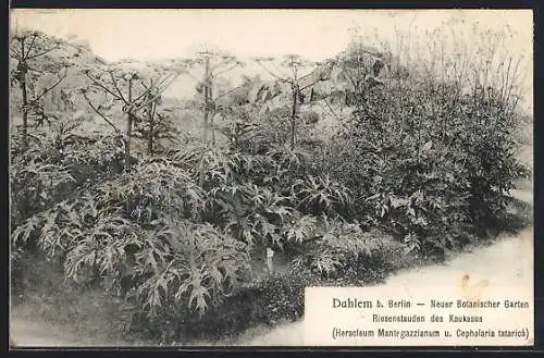 AK Berlin-Dahlem, Neuer Botanischer Garten, Riesenstauden des Kaukasus