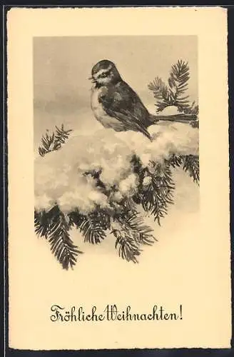 Künstler-AK Brüder Kohn (B.K.W.I) Nr. 336 /1: Vogel auf Tannenzweig im Winter, Weihnachtsgruss