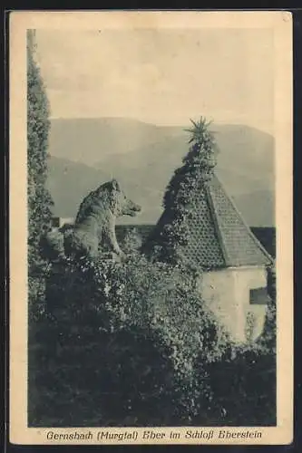 AK Gernsbach /Murgtal, Eber im Schloss Eberstein