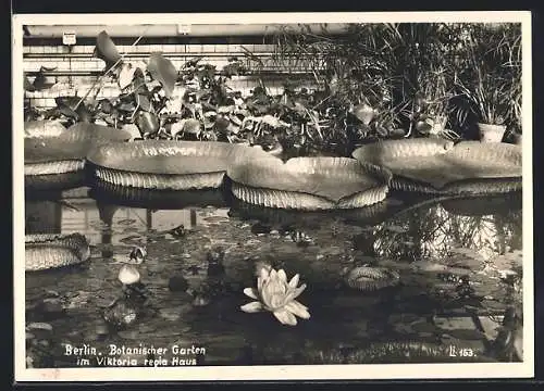 AK Berlin-Lichterfelde, Botanischer Garten im Viktoria regia Haus