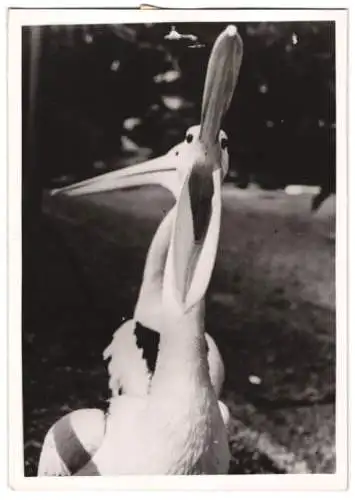 Fotografie Zoologischer Garten, Pelikan Vögel streiten sich 1940