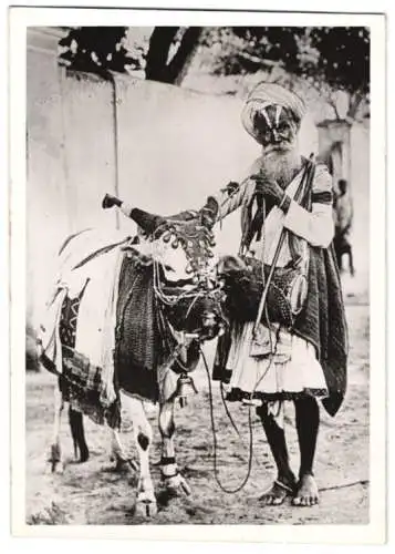 Fotografie Indien, heilige Kuh für religiöse Zeremonie geschmückt 1942