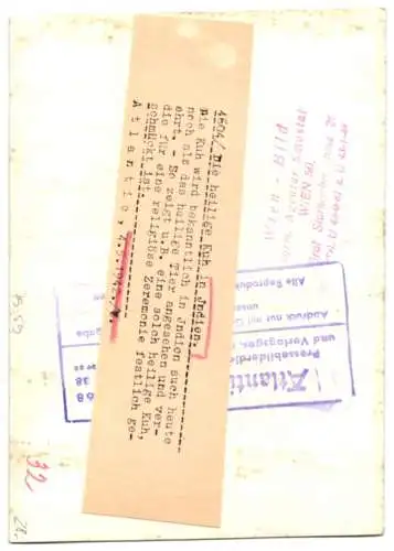 Fotografie Indien, heilige Kuh für religiöse Zeremonie geschmückt 1942