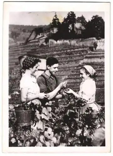 Fotografie Schostal, Ansicht Haardt / Weinstrasse, Weinlese an der Kropsburg 1939