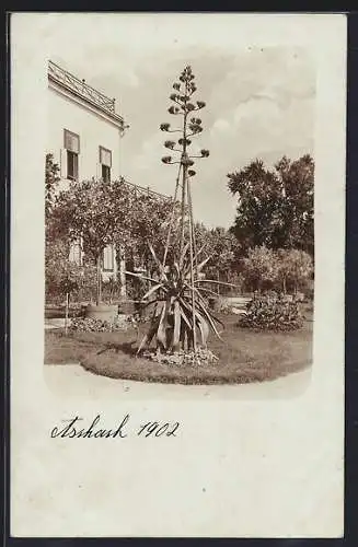 AK Aschach, Gewächse im Garten einer Villa