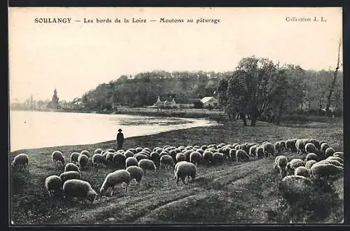 AK Soulangy, Les bords de la Loire, Moutons au paturage