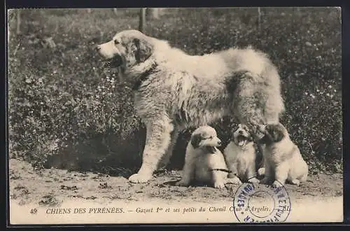 AK Chien des Pyrenees, Pyrenäenberghund mit Welpen