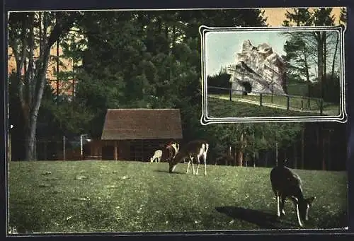 AK St. Gallen, Rehe auf der Wiese, Felsen