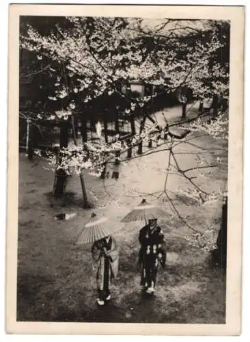 Fotografie Japan 1940, Geisha's mit Schirm spazieren unter blühenden Bäumen