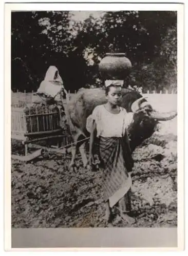 Fotografie Schostal, Ansicht Philippinen, Ochse zieht einen Schlitten der einheimischen Bäuerin