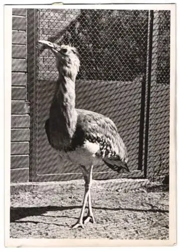 Fotografie Vogel Trappe im Zoologischen Garten zu Berlin 1941