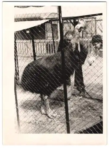 Fotografie Tierpark Hagenbeck zu Hamburg, Vogel Helmkasuar, flugunfähiger Laufvogel