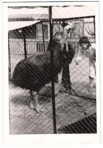 Fotografie Tierpark Hagenbeck zu Hamburg, Vogel Helmkasuar, flugunfähiger Laufvogel