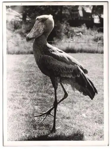 Fotografie Vogel Schuhschnabel / Abu Markub im Zoologischen Garten zu Berlin 1944