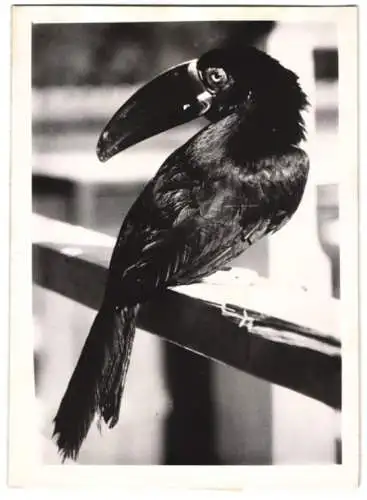 Fotografie Vogel Pfefferfresser um 1941