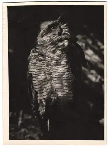 Fotografie Vogel / Raubvogel Uhu um 1942