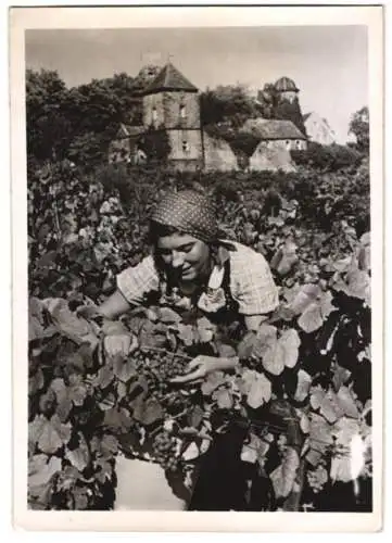 Fotografie Schostal, Ansicht Haardt / Weinstrasse, junge Frau bei der Weinlese vor der Kropsburg 1939