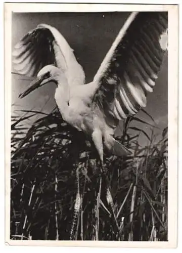 Fotografie Vogel, Reiher / Edelreiher startet von seinem Nest im Schilf 1943