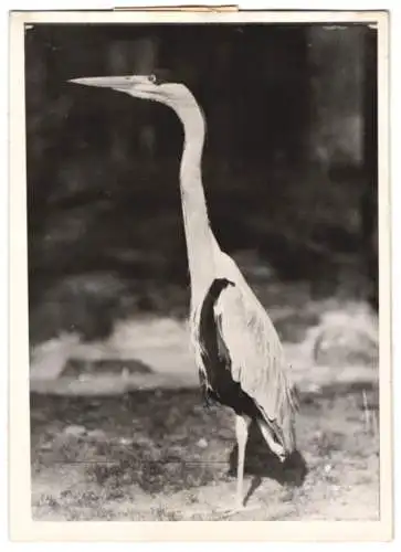 Fotografie Vogel, Fischreiher im Zoologischen Garten zu Berlin 1943