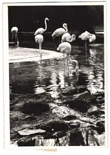 Fotografie Vogel, Flamingo-Gehege in einem Zoologischen Garten 1943