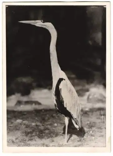 Fotografie Vogel, Reiher / Fischreiher im Zoologischen Garten zu Berlin 1943