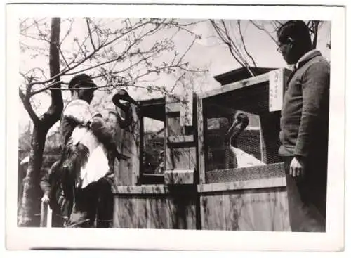 Fotografie Zoologischer Garten Osaka, japanischer Kranich wird als Geschenk für den Bürgermeister von Rom verschifft