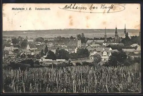 AK Molsheim i. E., Totalansicht