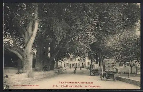 AK Prats-de-Mollo, La Promenade sous les grands arbres