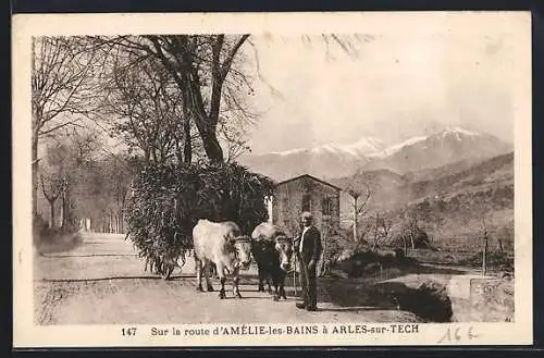 AK Amélie-les-Bains, Route vers Arles-sur-Tech avec charrette à bœufs et montagnes en arrière-plan