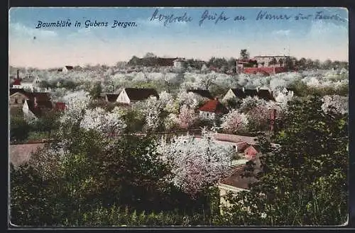 AK Guben, Baumblüte in den Bergen