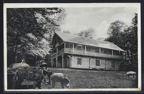 AK Mühlhausen, Schweine am Tiroler Haus