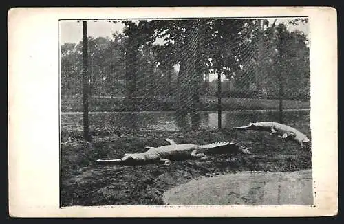 AK Krokodile in einem Freigehege am Wasser