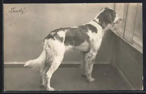 Foto-AK Jagdhund Sandy vor einem Fenster