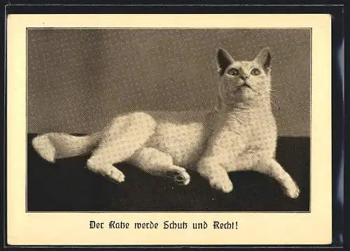 AK Der Katze werde Schutz und Recht!, Portrait