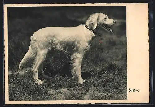 AK Setter auf einer Wiese, Portrait