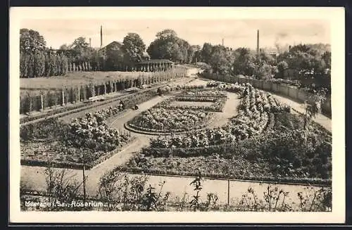 AK Meerane, Rosarium mit Pergola