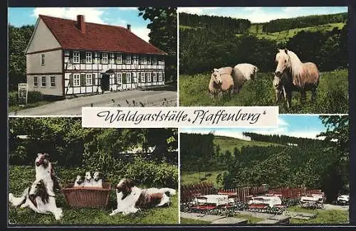 AK Witzenhausen-Kassel, Gasthaus Pfaffenberg, Bes. Werner Glenewinkel, Aussenansicht, Collies und Ponies