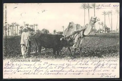 AK Kamel-Gespann auf dem Feld, Cultivateur Arabe