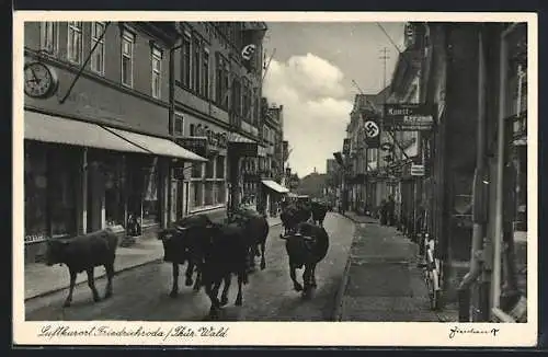 AK Friedrichroda / Thür. Wald, Kühe werden durch die Strasse getrieben, 