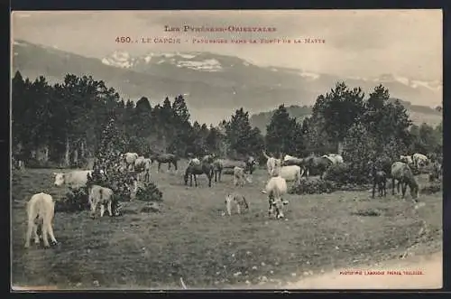 AK Le Capcir, Pâturage dans la forêt de la Matte