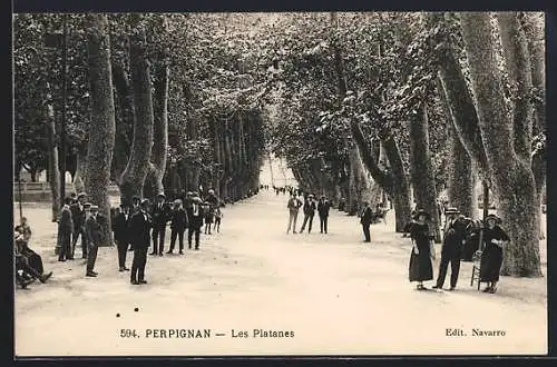 AK Perpignan, Les Platanes et promeneurs sous les arbres majestueux