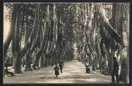 AK Perpignan, La Promenade des Platanes