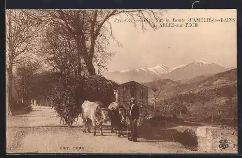 AK Arles-sur-Tech, Route d`Amélie-les-Bains avec attelage de boeufs devant les montagnes