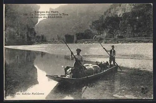 AK Gorges du Tarn, Un troupeau traversant le Tarn au Cirque des Baumes