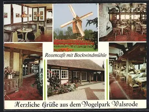 AK Walsrode, Vogelpark, Rosencafé mit Bockwindmühle