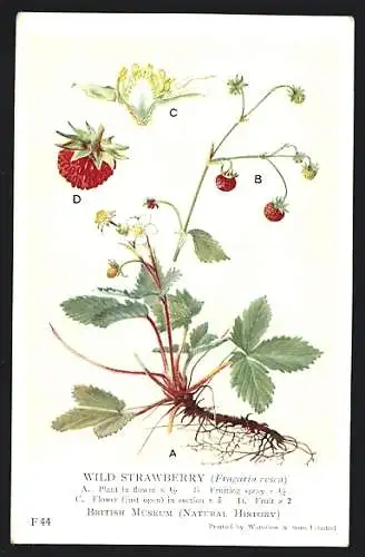 AK British Museum, Wild Strawberry, Fragaria vesca