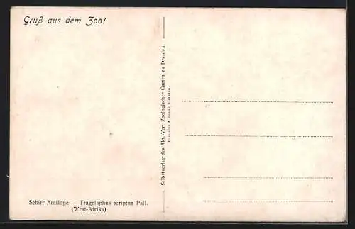 AK Schirr-Antilope, Tragelaphus scriptus Pall.