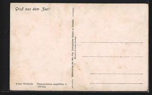 Künstler-AK Dresden, Zoologischer Garten, junge Nilpferde